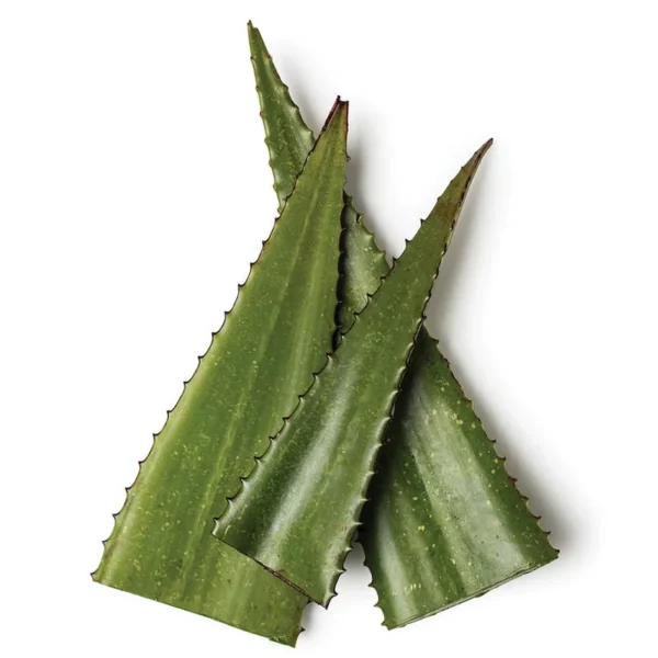 Aloe Vera HYDROSOL