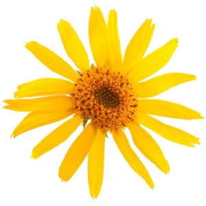 Arnica oil
