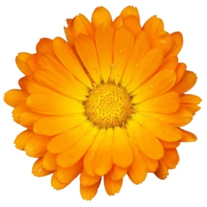 Calendula oil
