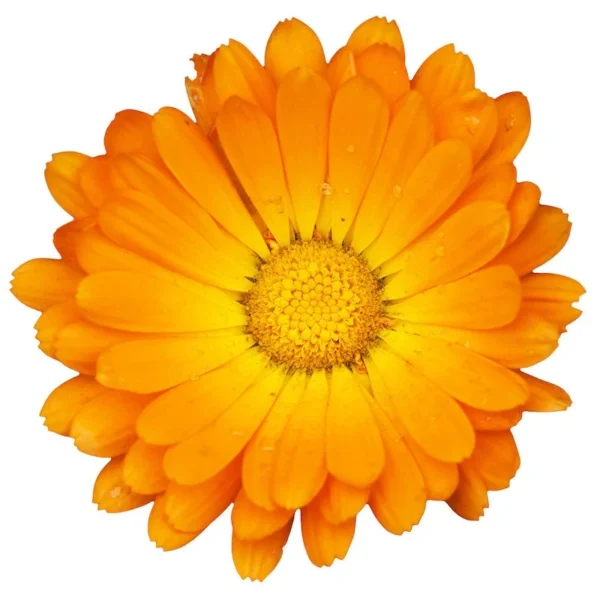 Calendula oil