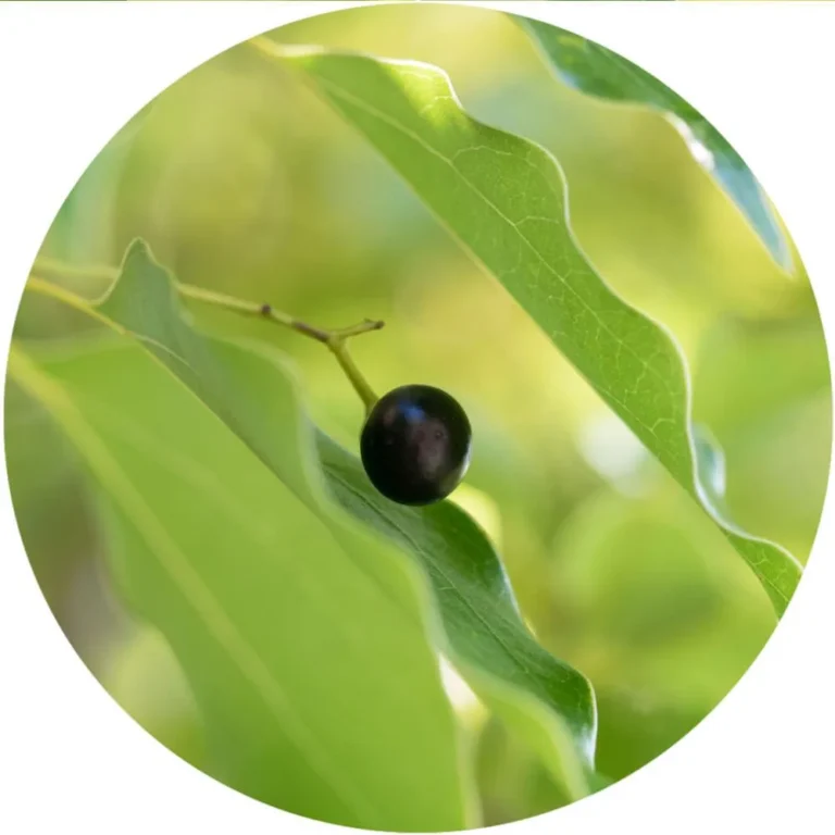Camphor Oil