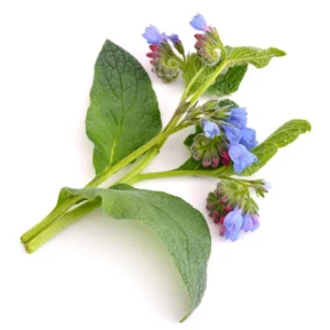 Comfrey Oil