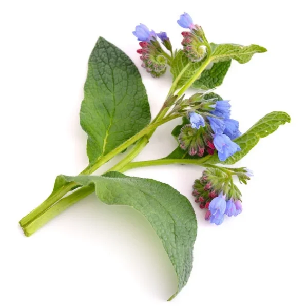 Comfrey Oil