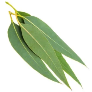 EUCALYPTUS ESSENTIAL OIL