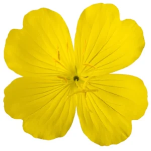 Evening Primrose Seed Oil