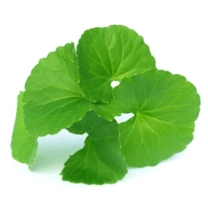Gotu Kola Oil