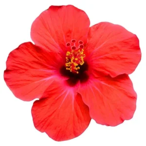 Hibiscus oil