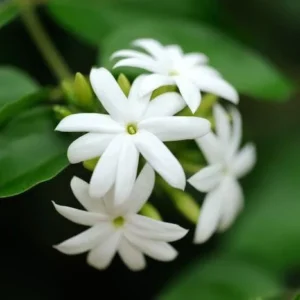Jasmine Natural Fragrance Oil