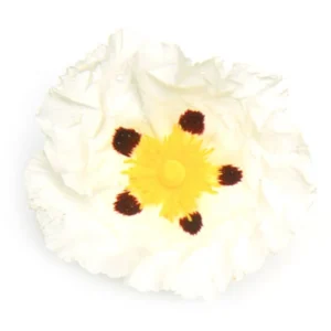 Labdanum Absolute Oil