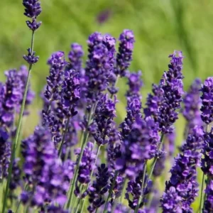 Lavender Fragrance Oil