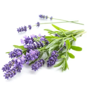 Lavender Hydrosol