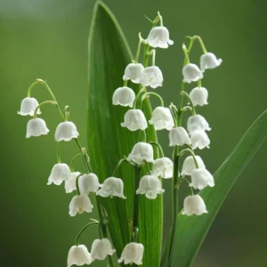 Lily of the Valley Fragrance Oil