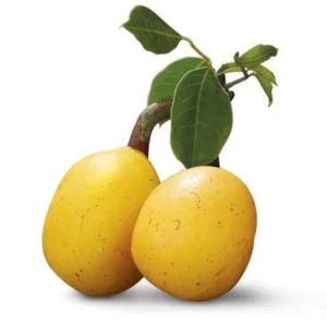 Marula Oil