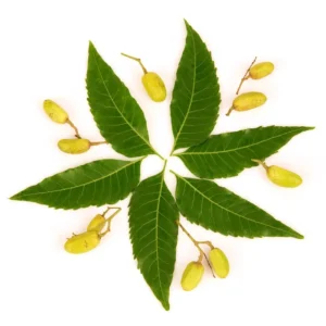 Neem Oil