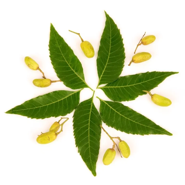 Neem Oil
