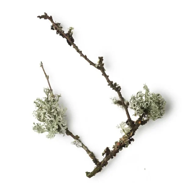 Oakmoss Absolute