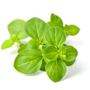 Oregano Essential Oil