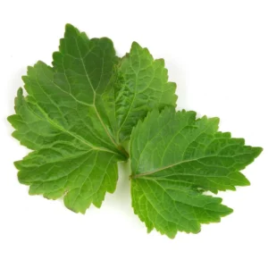 Patchouli Essential Oil