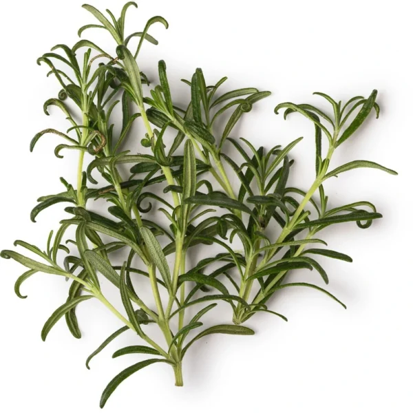 ROSEMARY ESSENTIAL OIL