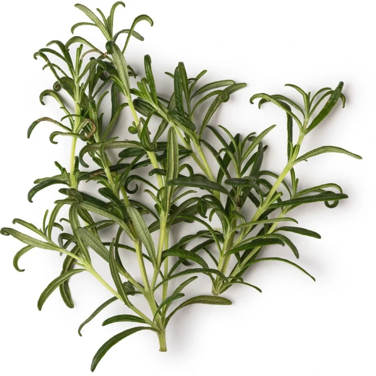 ROSEMARY ESSENTIAL OIL