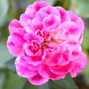 Rose Fragrance Oil