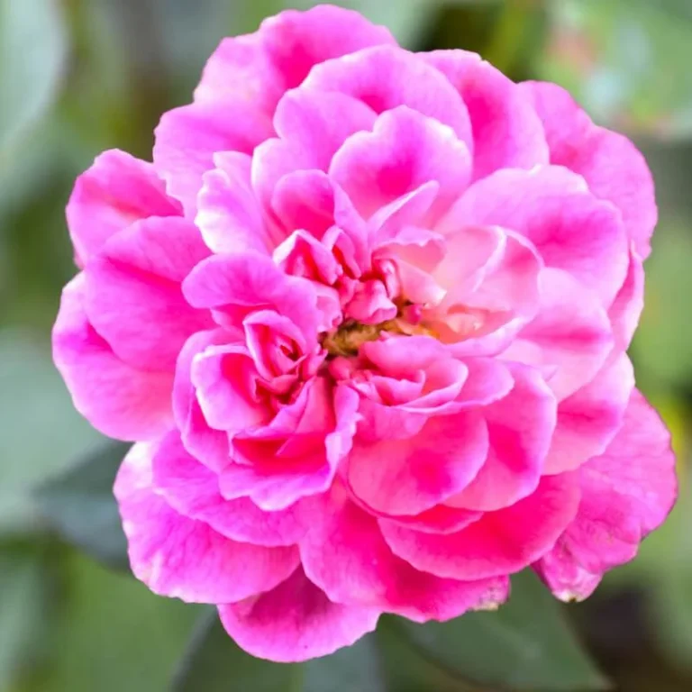 Rose Fragrance Oil