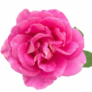 Rose Water Hydrosol