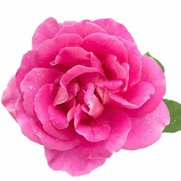 Rose Water Hydrosol