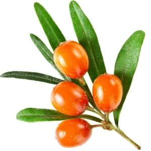 Sea Buckthorn Oil