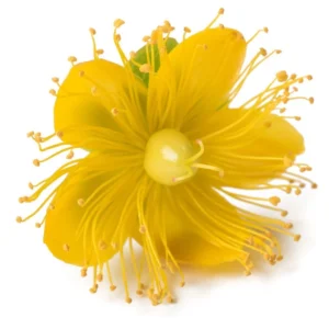 St Johns Wort Oil