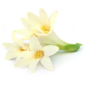 Tuberose Absolute oil