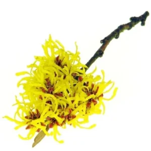 Witch Hazel Oil