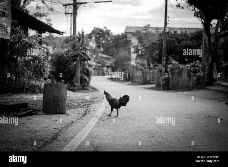 Descubre el Juego de Azar Clásico de la Carretera del Pollo en España, jugar chicken road